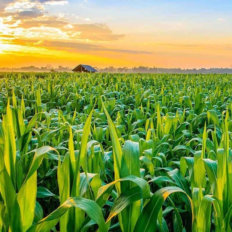 aryavendraseeds