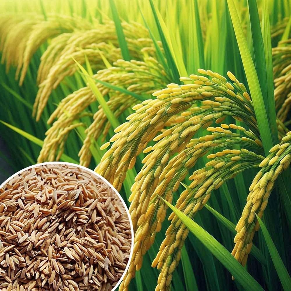 aryavendraseeds.com