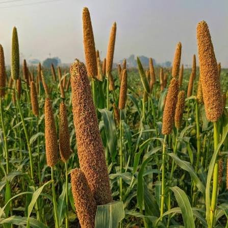 aryavendraseeds.com